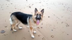 Sasha on the Beach.
