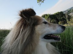 Bobby the Sheltie